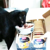 photo de livraison pour Les Chats d'Hauterive