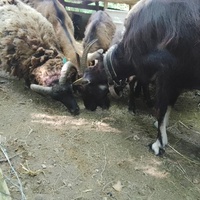 photo de livraison pour Ulyan