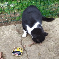 photo de livraison pour ANIMAL ATTITUDE