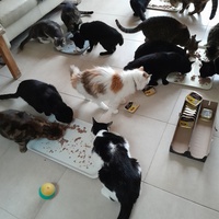 photo de livraison pour Les Amis de Michouette