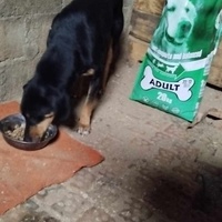 photo de livraison pour Beta Zajecar