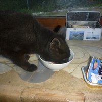 photo de livraison pour Au Rendez-vous des Animaux