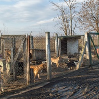 photo de livraison pour Azil Bella