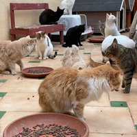 photo de livraison pour Le Coeur sur la Patte