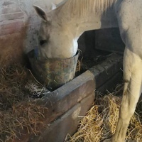 photo de livraison pour Mon Rêve en Calèche