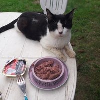 photo de livraison pour Chats Oubliés