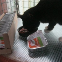 photo de livraison pour Au Bonheur des Chats Libres