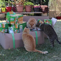 photo de livraison pour Au Paradis Des Chats