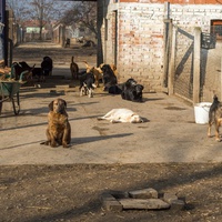 photo de livraison pour Azil Bella