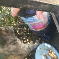 photo de livraison pour L'Ecole du Chat Istreen