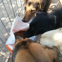 photo de livraison pour Europe4strays