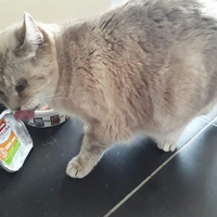photo de livraison pour Chat Suffit a.sb.l.