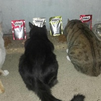photo de livraison pour Ecole du Chat de Poitiers