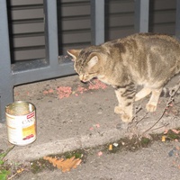 photo de livraison pour Chat Libre de l'Ile du Ramier