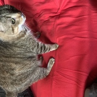 photo de livraison pour Un Ronron d'Espoir 33