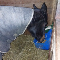 photo de livraison pour Les Chevaux d'Elo