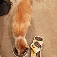 photo de livraison pour Les Chats Libres de la Canterrane
