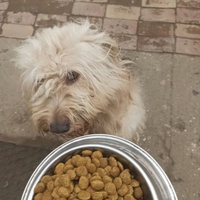 photo de livraison pour Lina's animal rescue