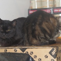 photo de livraison pour Chat Libre de l'Ile du Ramier