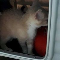 photo de livraison pour Amis de Myrtille