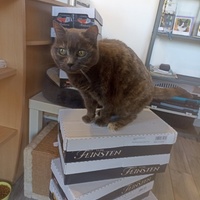 photo de livraison pour CAPPA