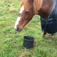 photo de livraison pour Espoir au Galop