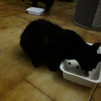 photo de livraison pour Une vie, Un chat