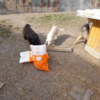 photo de livraison pour Asociatia Simba's Friends