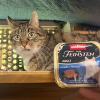 photo de livraison pour Ecole du Chat de Poitiers
