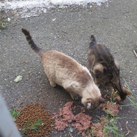 photo de livraison pour Chat Libre de l'Ile du Ramier