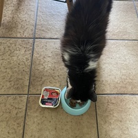 photo de livraison pour Les Chats De QUEAUX