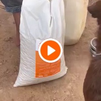 photo de livraison pour Help Adopt Moroccan Animals