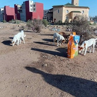 photo de livraison pour Comme Chiens et Chats Maroc