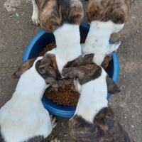 photo de livraison pour Les Poilus du 33