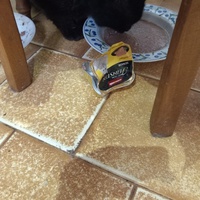 photo de livraison pour L'Ecole du Chat Istreen