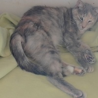 photo de livraison pour Cœur Animal