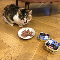 photo de livraison pour Chat d’Oc