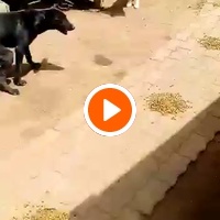 photo de livraison pour Comme Chiens et Chats Maroc