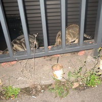 photo de livraison pour Chat Libre de l'Ile du Ramier