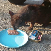 photo de livraison pour Les Mimichats