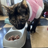 photo de livraison pour Association C.A.T.S. Chat Animal Terrien Solidarité