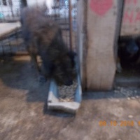 photo de livraison pour Pro Animals Finland ry