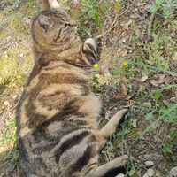 photo de livraison pour Les Fées AnimO