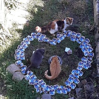 photo de livraison pour Les Chats de la Tour