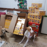 photo de livraison pour Galgos New Life