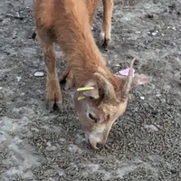 photo de livraison pour La Ferme des Zanimobiles