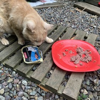 photo de livraison pour Les chats de chez nous