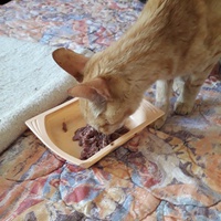 photo de livraison pour Une vie, Un chat
