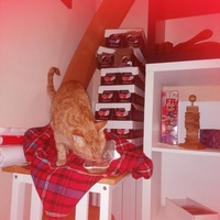 photo de livraison pour FELINS VAGABONDS