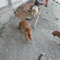 photo de livraison pour UZZŽ "Sretna Šapa"